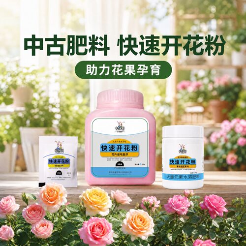 中古快速开花粉君子兰花卉基地直供促花肥料改善黄叶壮苗水溶花肥