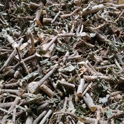 臭常山臭羊山贵州中药材 臭山羊新货干品250克大山羊骚牯羊和常山