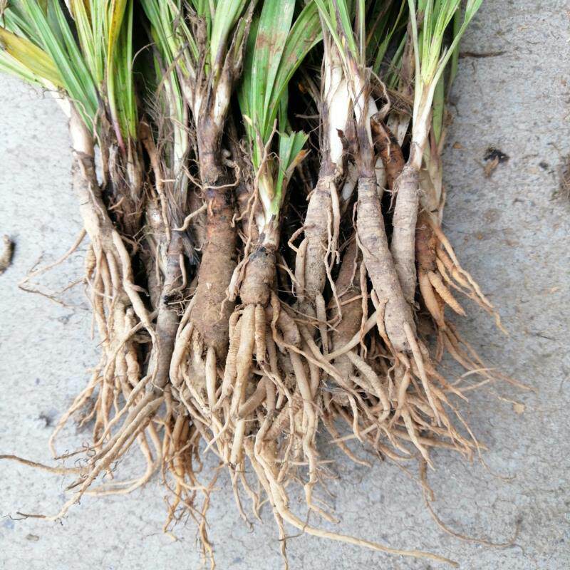 新鲜仙茅可种植中药材地棕仙矛参先矛独脚仙茅仙毛500g包邮