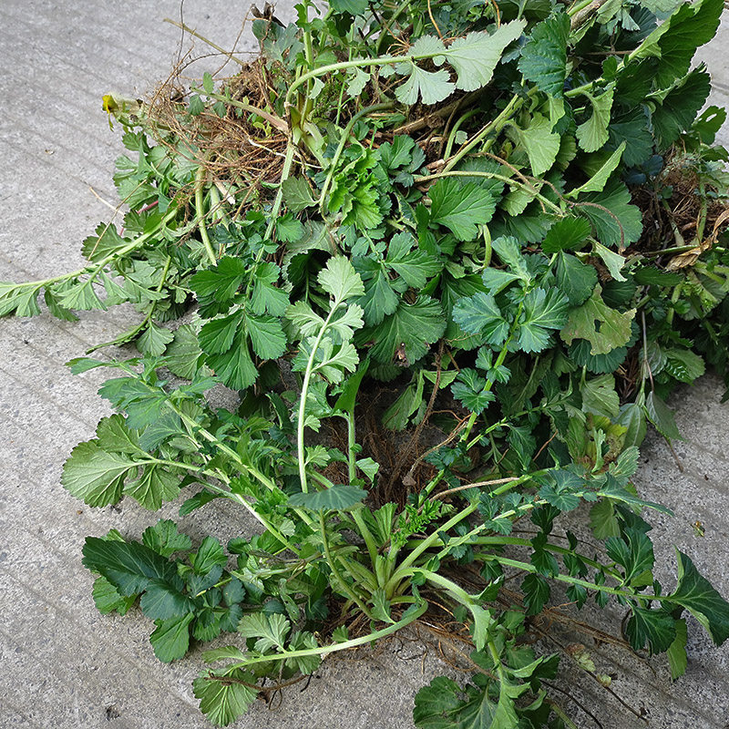 贵州新鲜蓝布正中草药材水杨梅路边青兰布阵500g包邮南布正