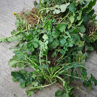 贵州新鲜蓝布正中草药材水杨梅路边青兰布阵500g包邮南布正