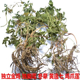 小春花半斤野生中药材一朵云破天云阴地蕨 独立金鸡散血叶蛇不见