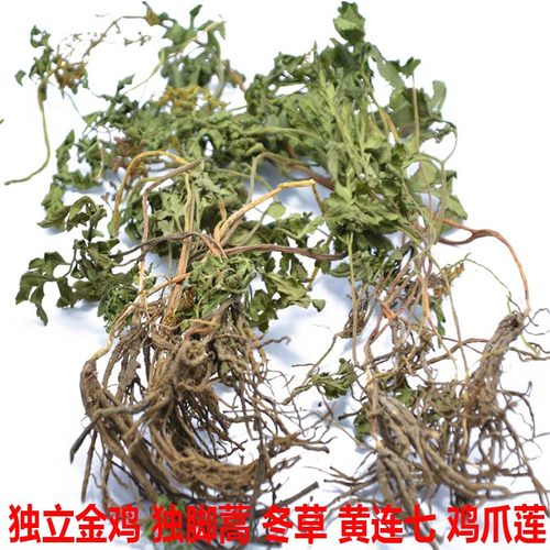 小春花半斤野生中药材一朵云破天云阴地蕨 独立金鸡散血叶蛇不见