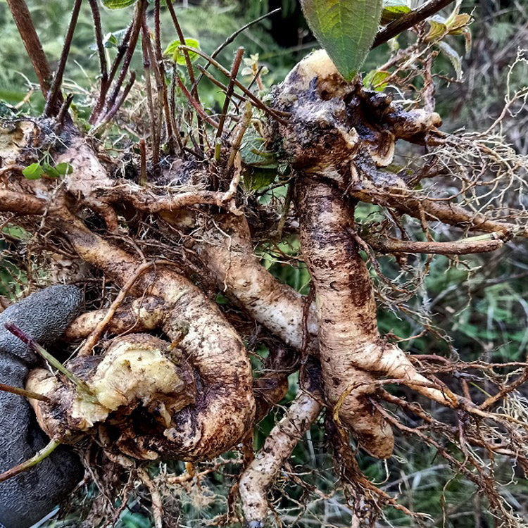新鲜金锦香朝天罐天吊香小金钟500g瓶儿草倒罐子七孔莲