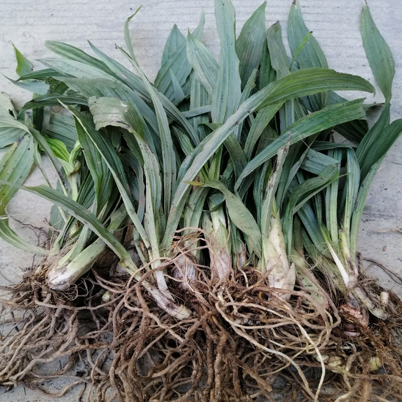 贵州九子连环草新鲜500克包邮珠串珠 串白鸡 连环草 肉连环