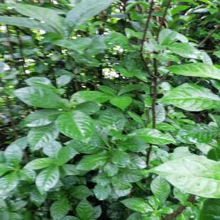 贵州臭羊山 臭常山臭常山500克包邮中药材大素药白胡椒臭山羊苗可