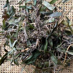 观音草500克包邮贵州自晒野生中药材吉祥草玉带草小叶万年青新货