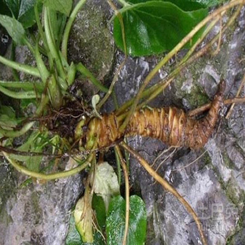 香草缬草中药材新鲜500g包邮泡缬草根茶助眠 蜘蛛香 马蹄香中草药
