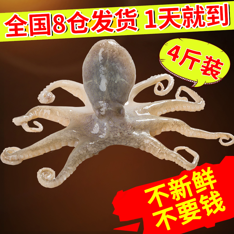 4½ï×°°ËצÓ㺣ÏÊÏÊ»îÊìʳСÕÂÓã°Ë×¥Ó㱬ͷ°ËצÓãÂéÀ±ÏãÀ±ÕÂÓã×ã