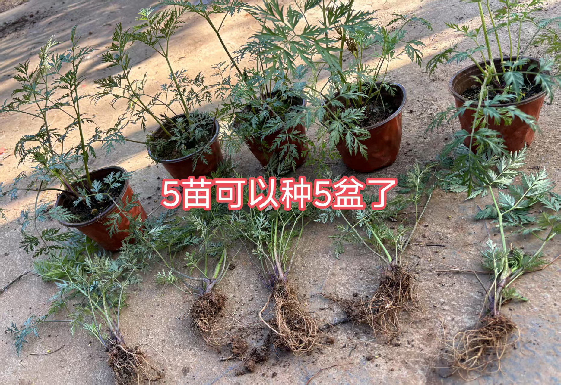 正宗红杆川芎大苗5苗地栽川穹胸盆栽食用川芎叶药用小叶川芎新鲜