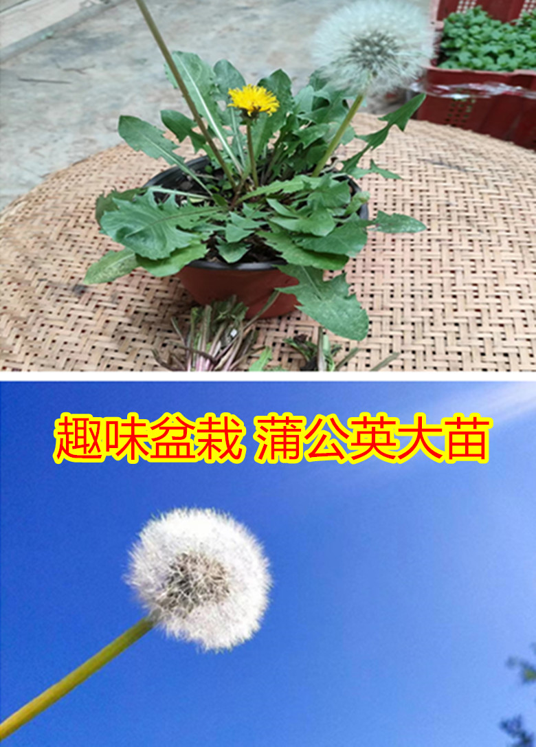 盆栽蒲公英苗原幼儿园薄荷