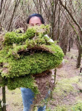 原生苔藓水苔青苔兰花用铺盆美观保湿可种植绿色植被绿植非人造