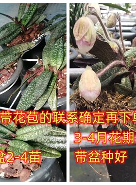 金童玉女兜兰带花苞带盆带花苞包邮云南兰花卉拖鞋兰杏黄兜兰苗