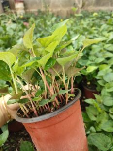 盆栽鱼腥草苗新鲜折耳根云南中草药盆栽入药景观蔬菜苗 带盆栽 包邮