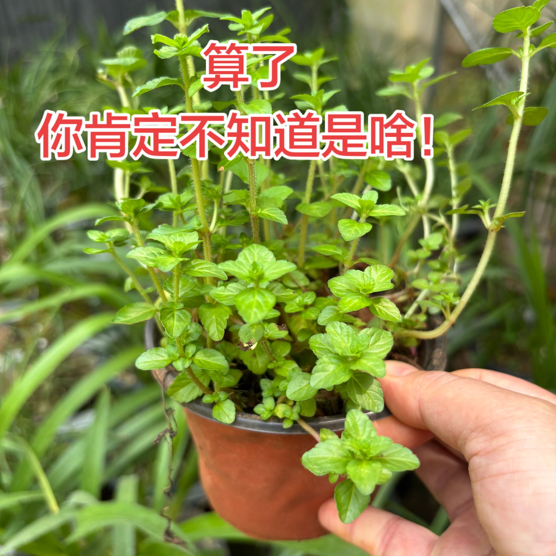 云南德宏傣族调料新鲜蔬菜香嫩水薄荷水香菜盆栽凉拌香料新鲜香菜