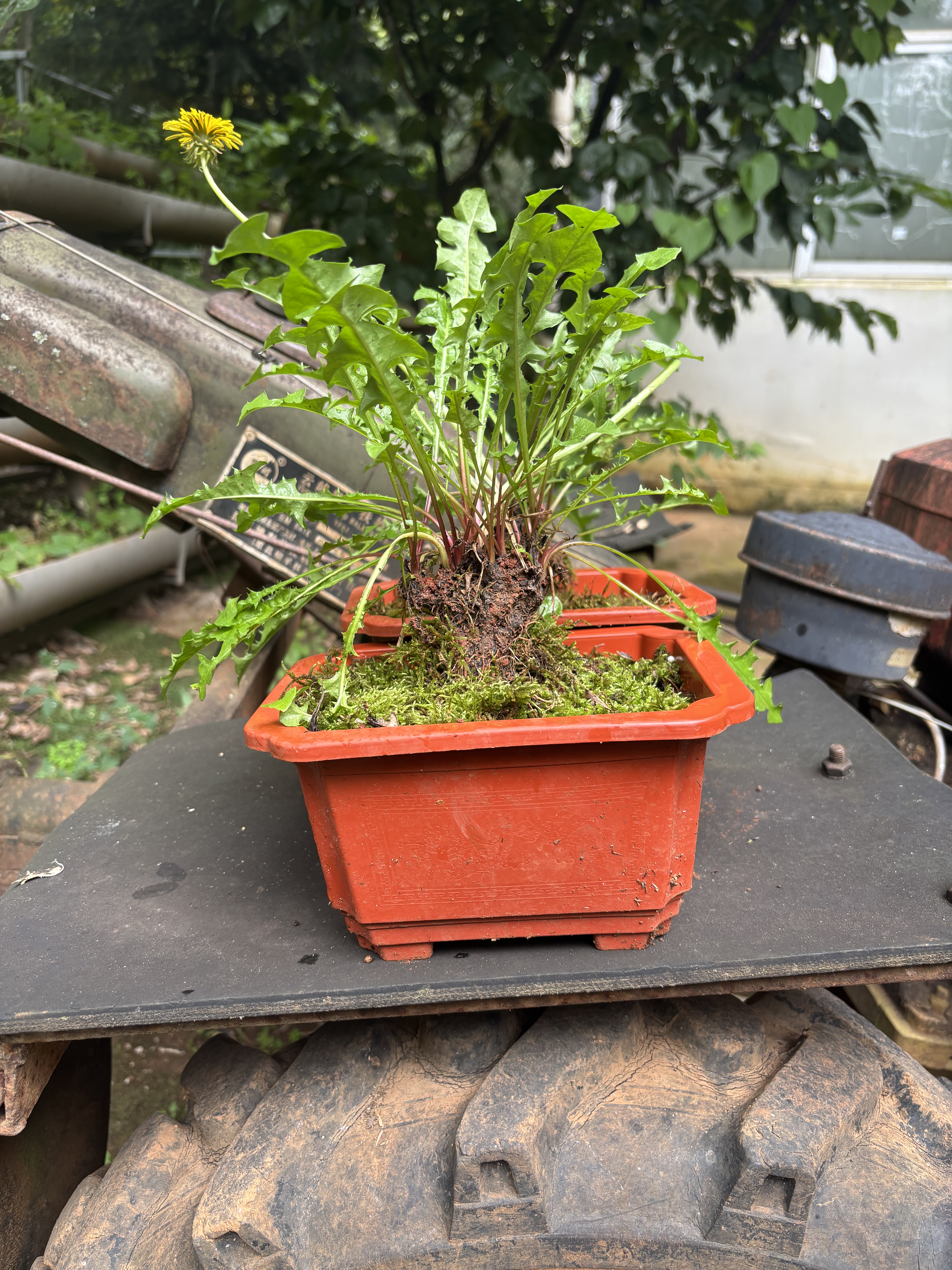 蒲公英老桩盆景盆景新鲜婆婆丁茶桌面绿植