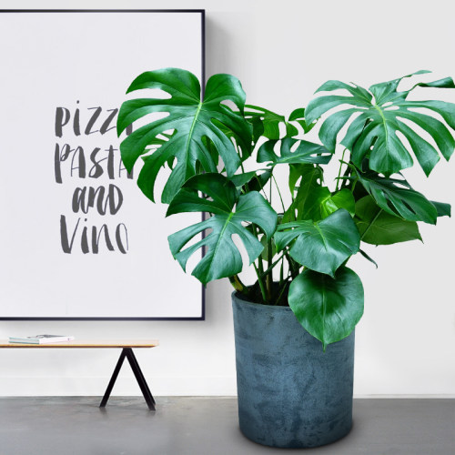 花柠龟背竹植物室内大叶大型开背龟背竹盆栽吸甲醛仙洞龟背竹多孔