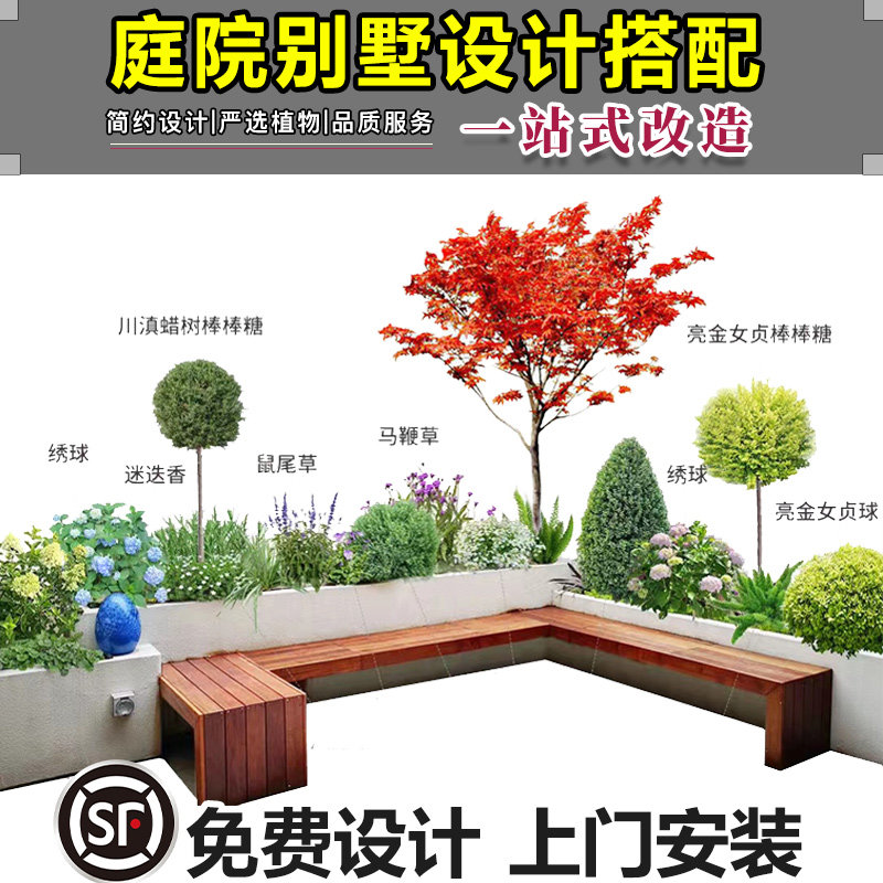 长沙上门绿植亮晶女贞庭院植物设计阳台花园造景造型树阳台花园