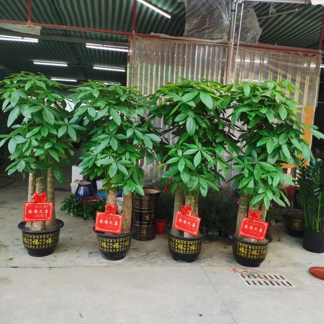 绿居 步步高发财树植物室内盆栽客厅大型树桩绿植办公室开业乔迁