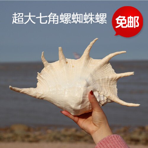 包邮天然海螺贝壳 超大七角螺 收藏家居鱼缸装饰婚礼布置摆件礼物