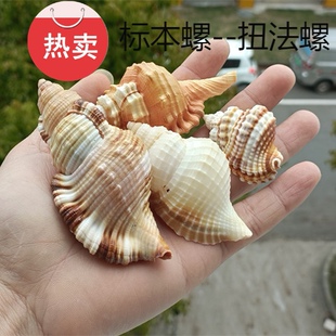 包邮天然海螺贝壳毛法螺毛扭法螺螺标本螺收藏水族鱼缸装饰珊瑚