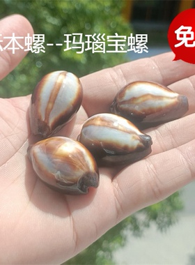 包邮海螺贝壳海螺贝壳天然