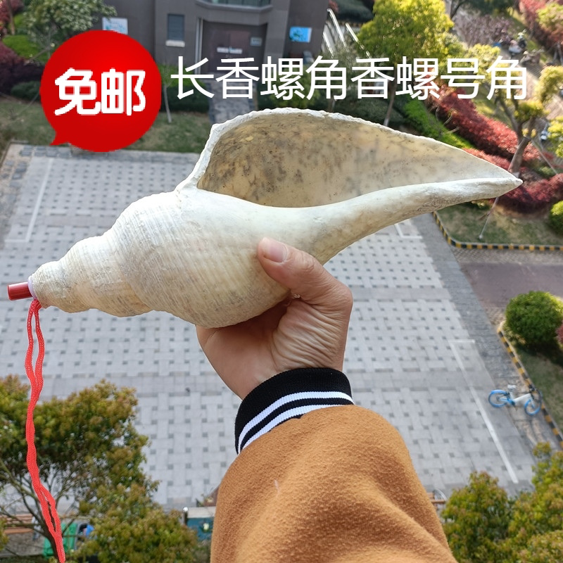 包邮天然大海螺贝壳长香螺角香螺密宗号角法器口哨家居摆设珊瑚
