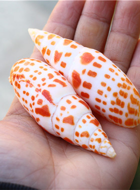 热卖天然海螺贝壳锦鲤铅笔螺鱼缸水族造景装饰拍摄道具珊瑚