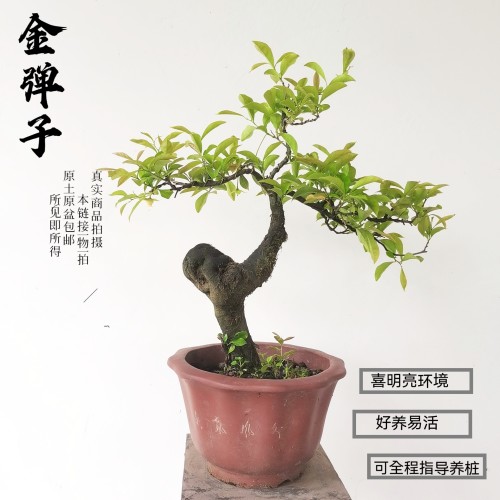 金弹子中国红品种苗葫芦果