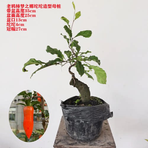 阳台易养一物一拍包邮小老桩包邮
