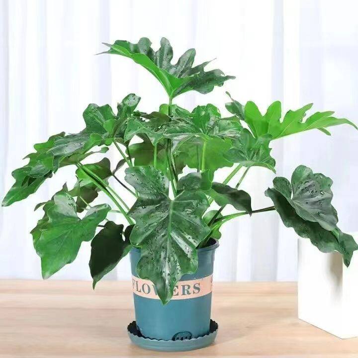春羽春雨绿植盆栽小天使盆栽大叶室内花卉好养龟背竹水培绿植花卉
