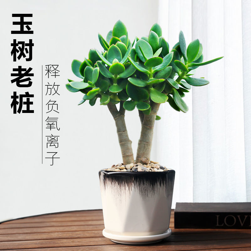 玉树盆栽多肉老桩植物燕子掌四季常青盆景花卉耐旱好养活植物盆栽