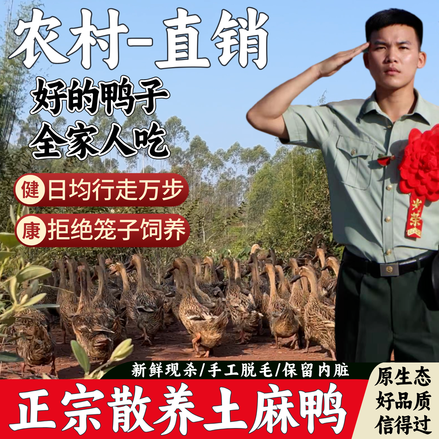 兵哥生态水库放养三年老鸭现杀土鸭老麻鸭煲汤新鲜母鸭肉农村直发