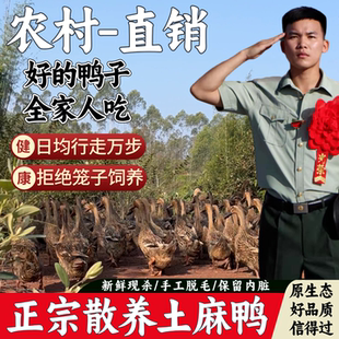 兵哥生态水库放养三年老鸭现杀土鸭老麻鸭煲汤新鲜母鸭肉农村直发