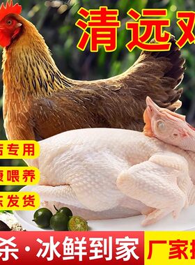 广东清远鸡30只起发货三黄鸡新鲜冰鲜速冻鲜活宰杀白切鸡烧鸡肉