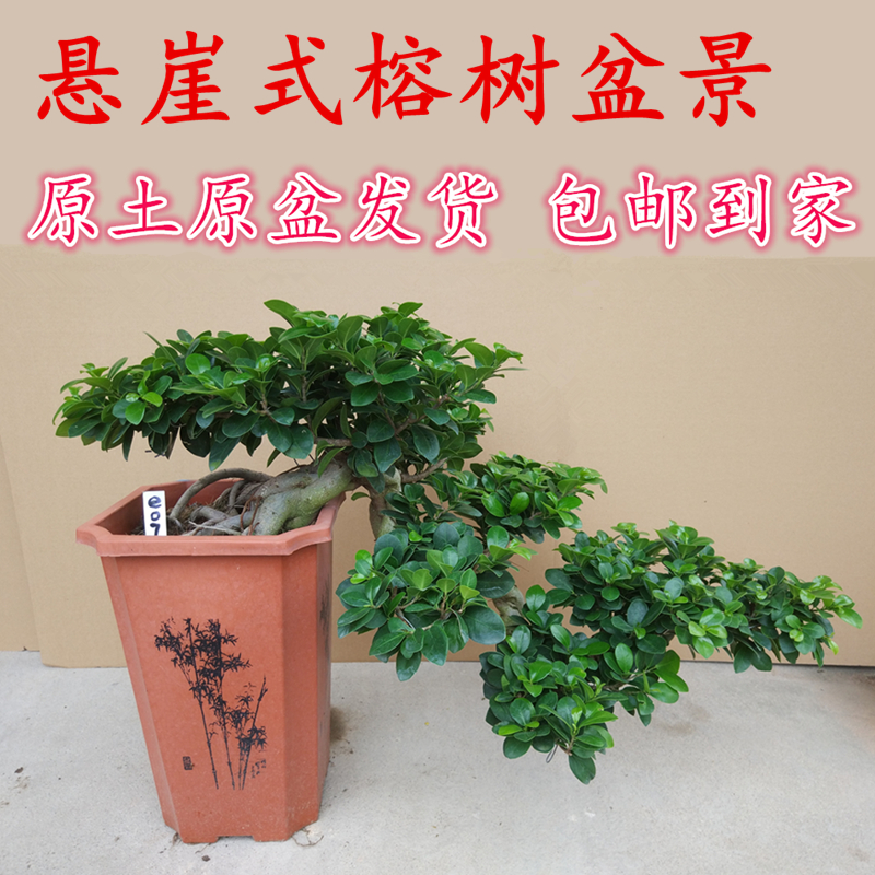 迎客悬崖式小叶榕树摆件大型绿植