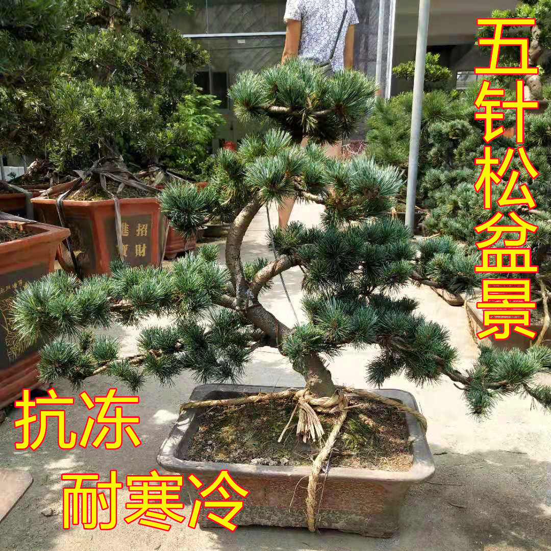 绿植大树耐寒造型庭院盆栽迎客松
