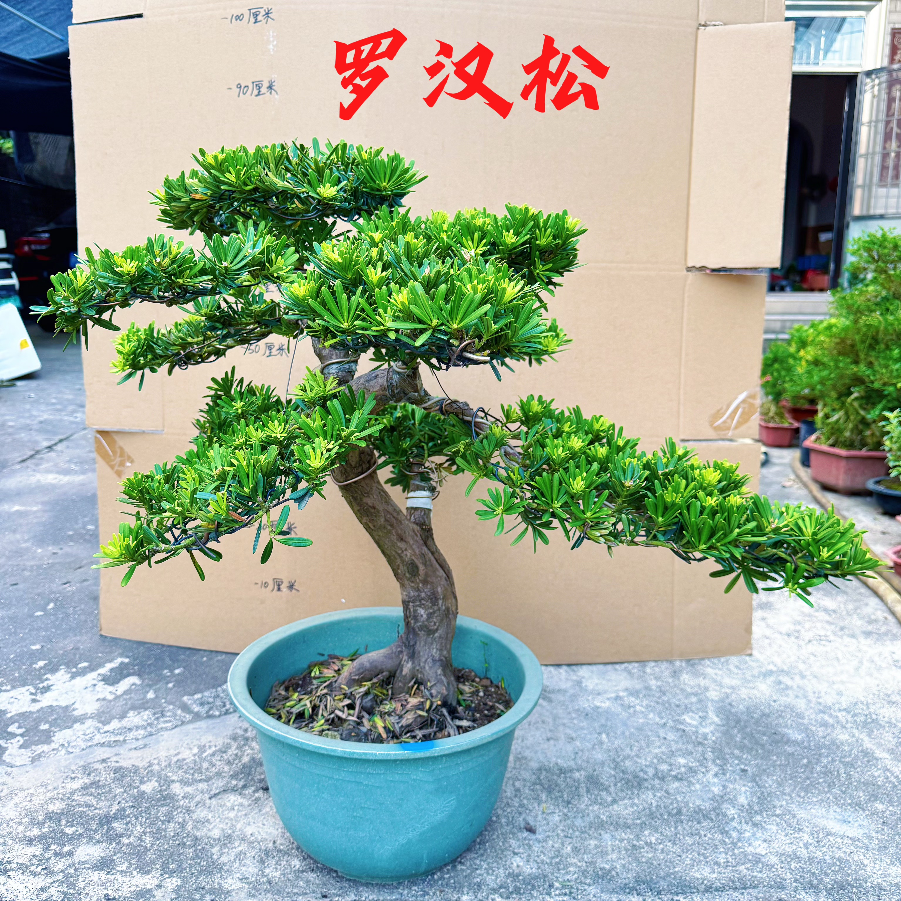 新品金钻罗汉松盆景老桩造型树苗好养室内桌面盆栽绿植