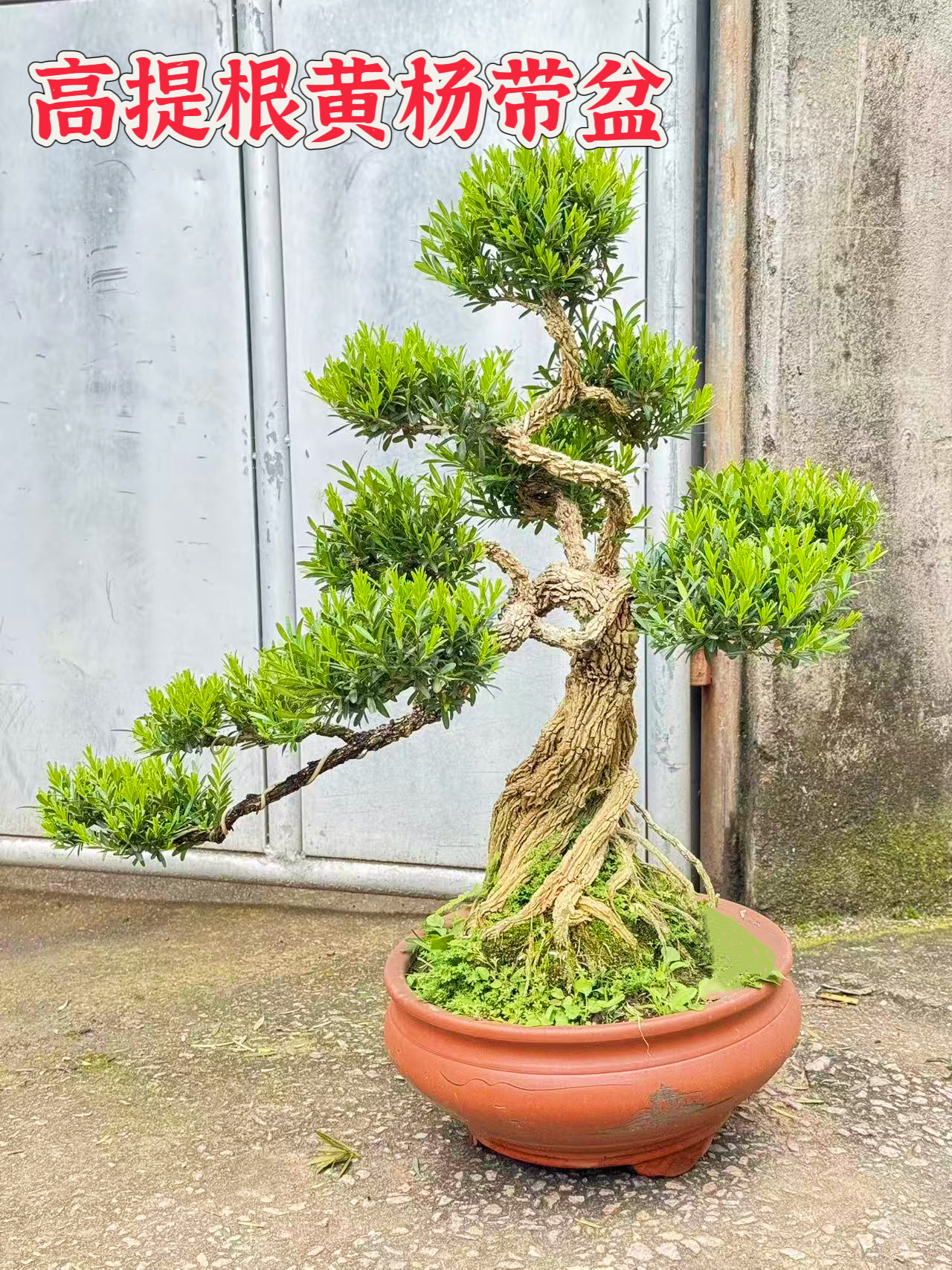 高档提根黄杨盆景造型树老桩矮霸盆栽室内外花园庭院别墅玄关绿植