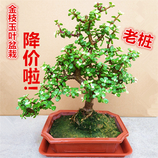 老桩金枝玉叶盆栽 青 绿植花卉多肉盆景马齿苋树客厅阳台观叶四季