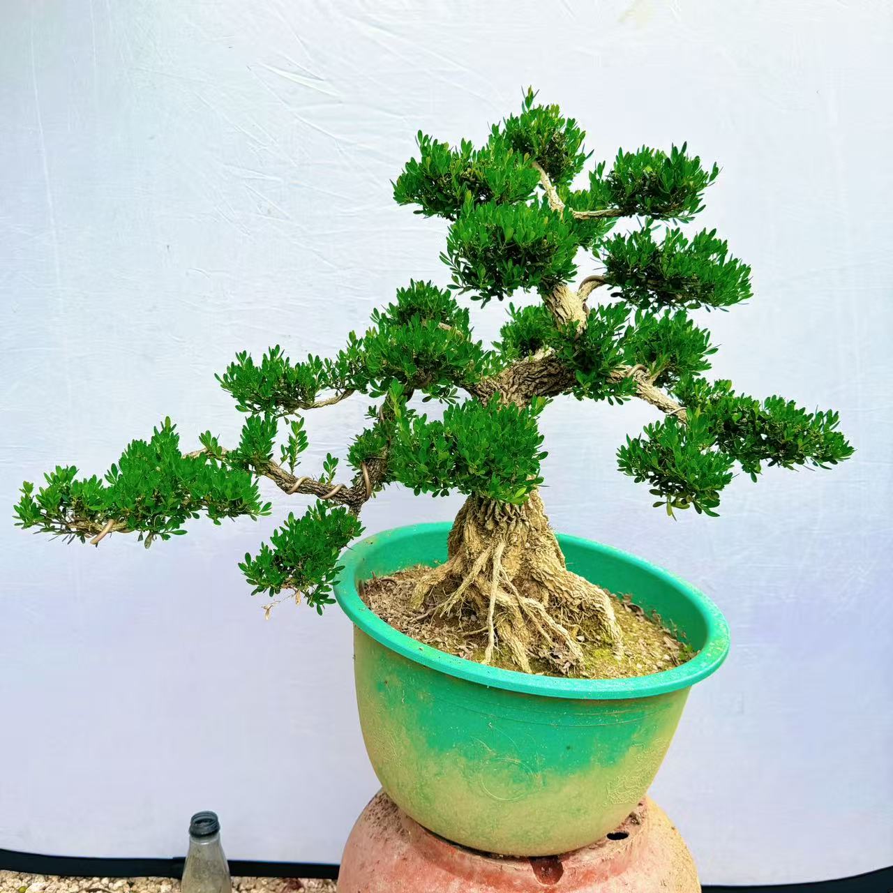 名贵造型树老桩黄杨盆景四季常青皱皮黄杨木盆栽矮霸高端摆件绿植