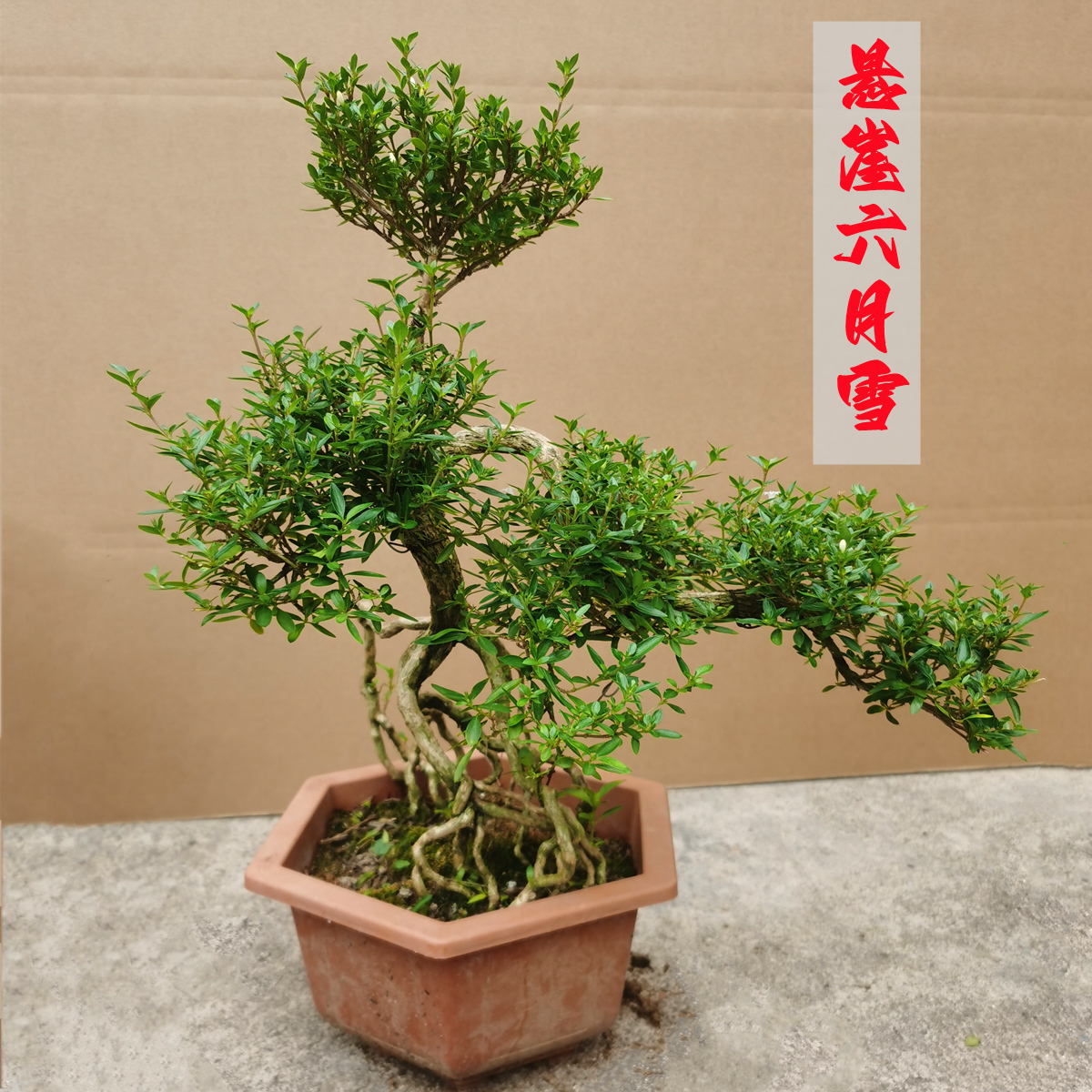 金边六月雪提根盆景老桩造型树花卉 矮霸老根易养悬崖盆栽植物