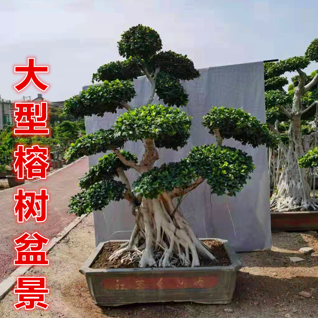 大型榕树盆景 园林别墅大树 提根小叶人参榕树老桩