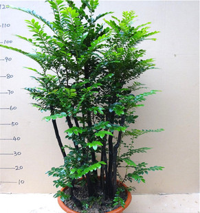 大型盆栽小叶紫檀盆景 四季常青造型树 木本植物客厅摆件庭院绿植