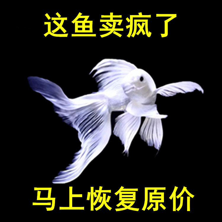 台湾蝴蝶鲤鱼活体球形短身贵妃长尾白金龙凤锦鲤冷水淡水观赏活体,宠物/宠物食品及用品,鱼,淘宝优惠券,粉丝福利购,淘宝优惠卷