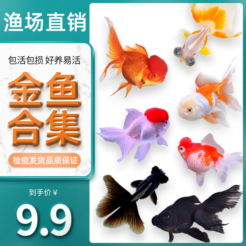 金鱼活鱼不加温冷水鱼观赏鱼淡水鱼活体草金鱼苗小金鱼好养锦鲤鱼,宠物/宠物食品及用品,鱼,淘宝优惠券,粉丝福利购,淘宝优惠卷