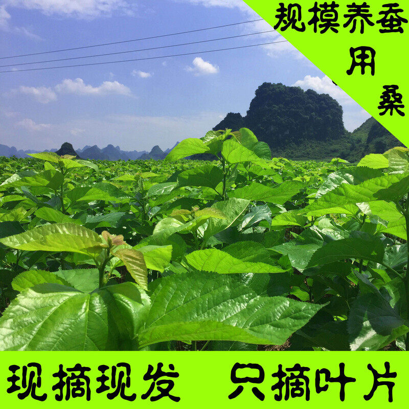 桑叶新鲜蚕宝宝桑叶批饲料蚕宝宝吃的桑叶食物嫩桑叶蚕叶桑叶喂蚕图片