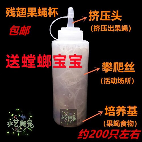 包邮果蝇杯活体饲料大小果蝇残翅无翅螳螂食物树蛙同款低价