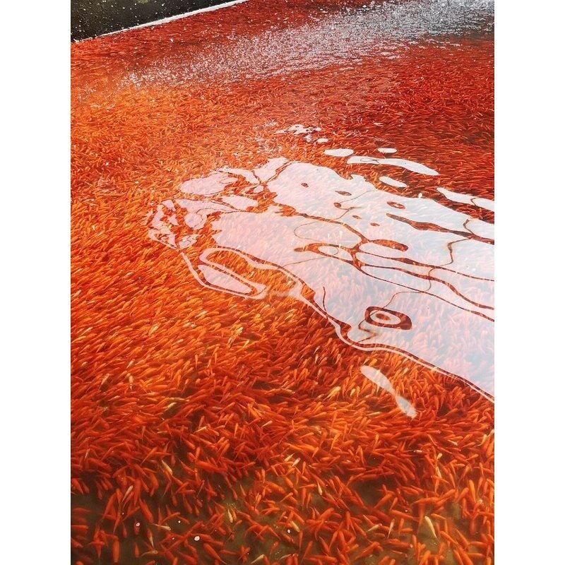 观赏鱼红草金鱼活体冷水鱼龙鱼乌龟活食饲料练手耐养垂钓宠物鱼苗,宠物/宠物食品及用品,鱼,淘宝优惠券,粉丝福利购,淘宝优惠卷