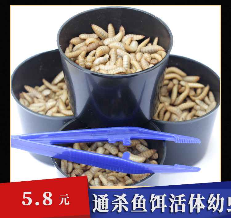 黑水虻活体幼虫鱼饵翘嘴钓鱼用活虫子面包虫活饵料红虫高蛋白饲料,户外/登山/野营/旅行用品,台钓饵,淘宝优惠券,粉丝福利购,淘宝优惠卷